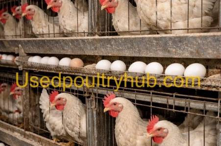 Gezocht: tweedehands pluimvee-installaties