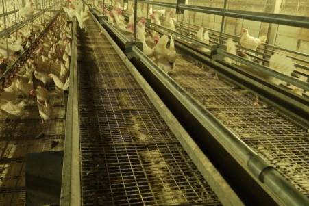 Gezocht: tweedehands pluimvee-installaties