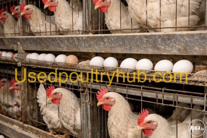 Gezocht: tweedehands pluimvee-installaties