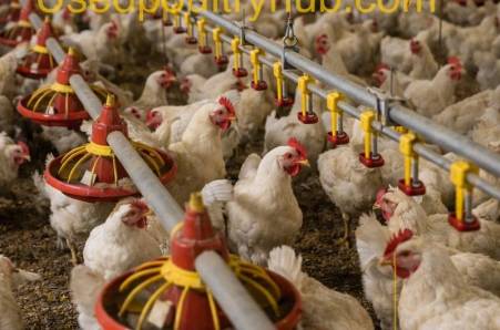 Gezocht: tweedehands pluimvee-installaties