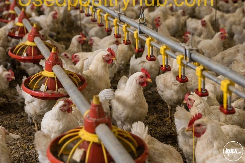 Gezocht: tweedehands pluimvee-installaties