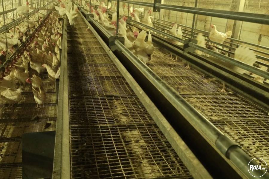 Gezocht: tweedehands pluimvee-installaties